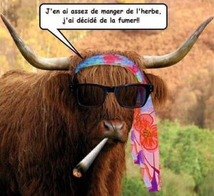 vache-qui-fume-l-herbe.jpg