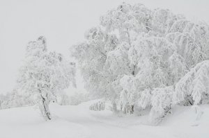 Plus au nord de chez moi! hier le 14 nov..jpg