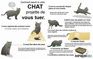 chat tueur.jpg