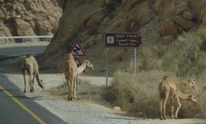 Langues officielles pour chameaux aussi - Respect Israël!.JPG