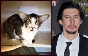 2048x1536-fit_chat-ressemble-adam-driver-adam-driver.jpg