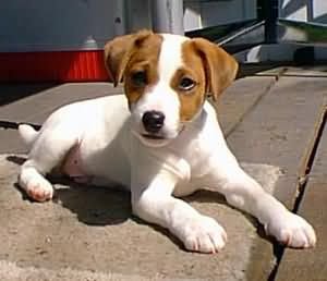 stan1_1100426968_jack_russel.jpg