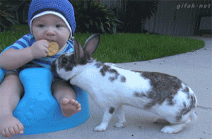 lapin-vole-un-gateau-au-bebe.75510.gif