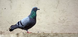 pigeon.jpg