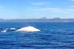 baleine-à-bosse.jpg