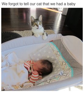 cat-and-baby.jpg