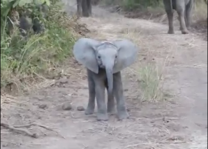 elephant3.png