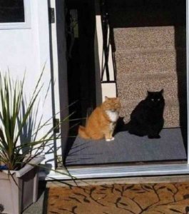 cats-me-and-my-shadow.jpg