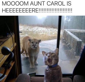 aunt-puma-is-here.jpg