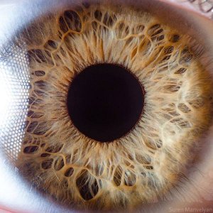 oeil.jpg