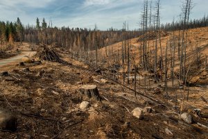 Deforestation2_1050x700.jpg