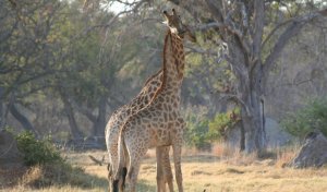 giraffa_camelopardalis.jpg