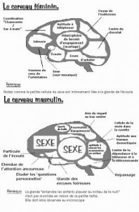 cerveau.jpg