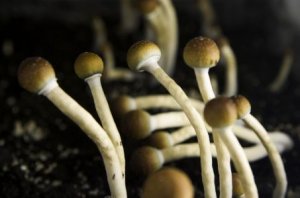 champignons-hallucinogenes.jpg