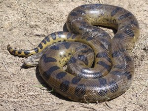 640px-Anaconda_Loreto_Peru.jpg