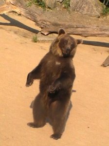 Zoo La Boissière Du Doré 31juillet 2011 327.jpg