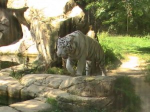 Zoo La Boissière Du Doré 31juillet 2011 186.jpg