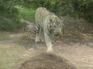 Zoo La Boissière Du Doré 31juillet 2011 192.jpg