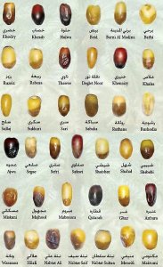 Dates-Kinds.jpg