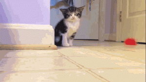 kittty-sleepy-gif-tired.gif