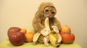 chat-singe-banane.jpg