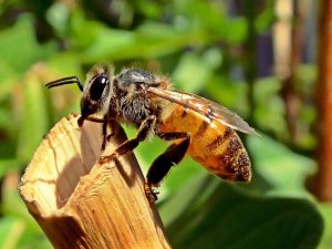 a-quel-endroit-une-piqure-abeille-fait-elle-plus-mal_width1024.jpg