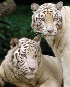 481px-Singapore_Zoo_Tigers_cropped.jpg