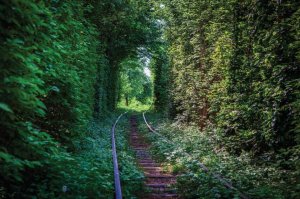 6391-10-le-tunnel-de-l-amour[1].jpg