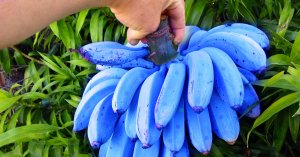 bananes-bleues-chewing-gum.jpg