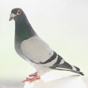 Pigeon 1.JPG