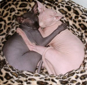 Sphynx Cats.jpg