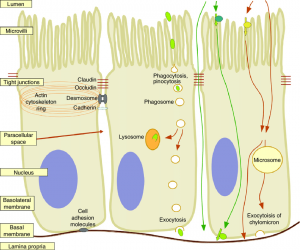 Schematic-drawing-of-three-enterocytes-a-The-morphology-of-an-enterocyte-the.png