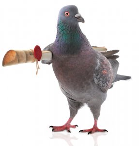 Pigeon-1.jpg