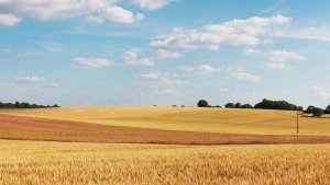 cornfield-373281_960_720.jpg