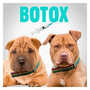 media.nrj.fr_1900x1200_2018_05_les-chiens-et-le-botox-tout-s-explique-_1115.jpg