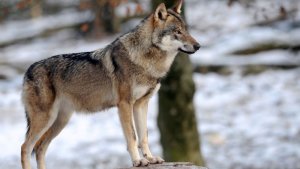 unn-loup-gris-europeen-dans-le-parc-animalier-de-sainte-croix-a-rhodes-le-12-decembre-2012_577...jpg