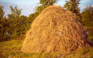 41786662-tas-de-foin-comme-une-exploitation-agricole-et-symbole-agricole-du-moment-de-la-récol...jpg