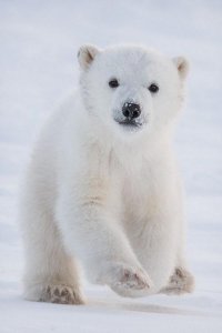 ours-polaire-ourson-arctique-4.jpg