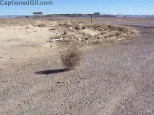 1504003935-tumbleweed-virevoltant.gif