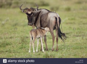 Zemour et son papa.jpg