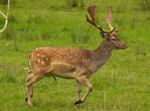 Fallow_deer_in_field_(cropped).jpg