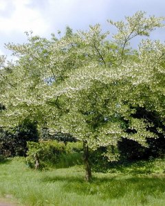 medium_styrax_japonicum.jpg