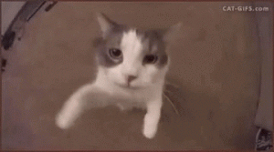 giphy (3).gif