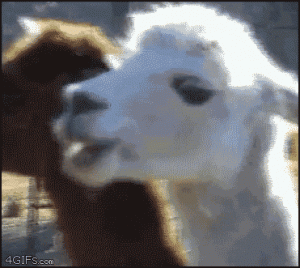 giphy (1).gif