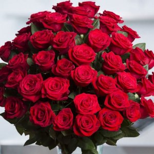 red-roses-50-set-compressor-n5oucgj8yzgm0fcs1j2el4wxysgxatrjyhwsk99vtk.jpg