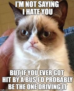 2bf48a00bef9036c37a375c440759500--grupy-cat-im-not-saying-i-hate-you.jpg