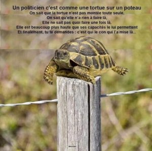 Tortue-Perchee.jpg