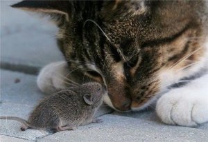 cute-kitty-cat-mouse.jpg