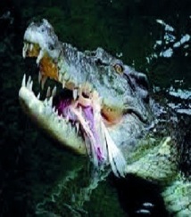 crocodolile.jpg