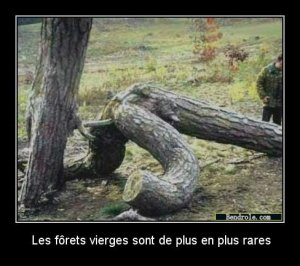 foret-vierge-images-marrantes-1320542630.jpg